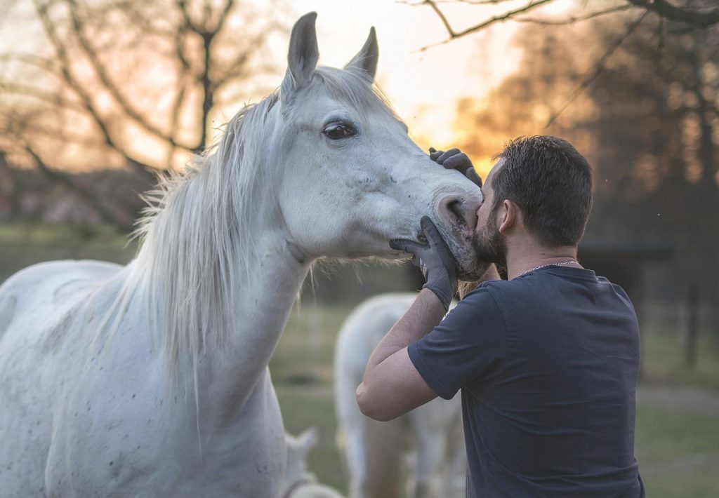 osteopathe equin