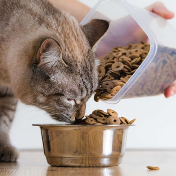 Croquettes pour chat veterinaire