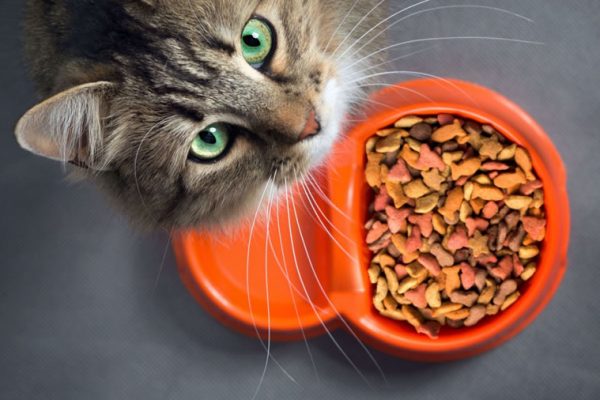 alimentation du chat