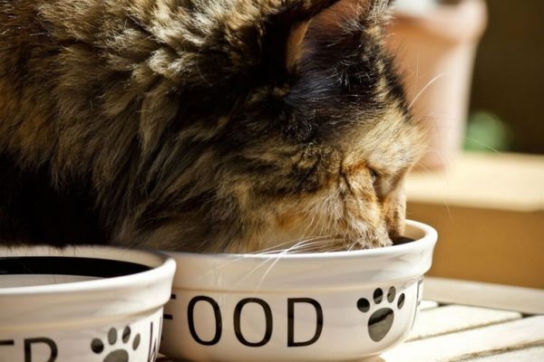 alimentation pour chats sterilises