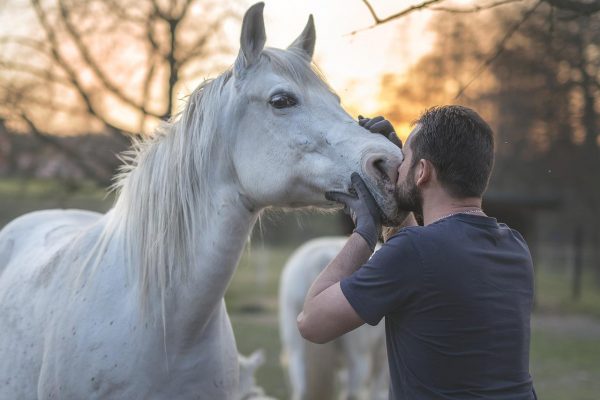 osteopathe equin