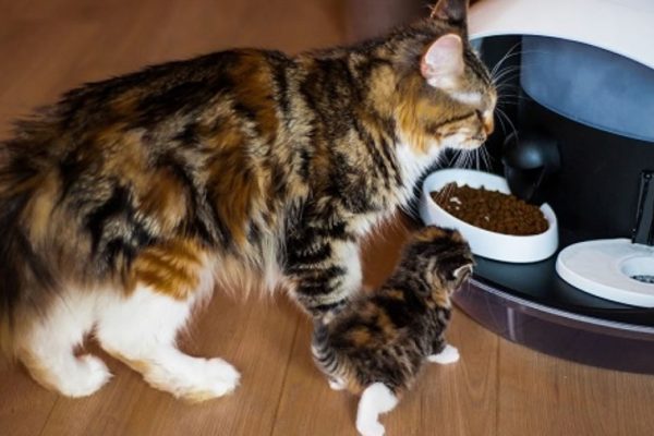 distributeur automatique de croquettes pour chat